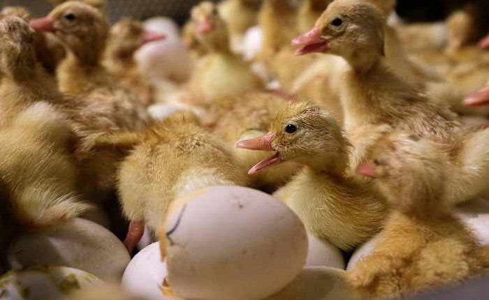 Bird flu confirmed in older Wyoming woman who likely had contact with infected flock at her home