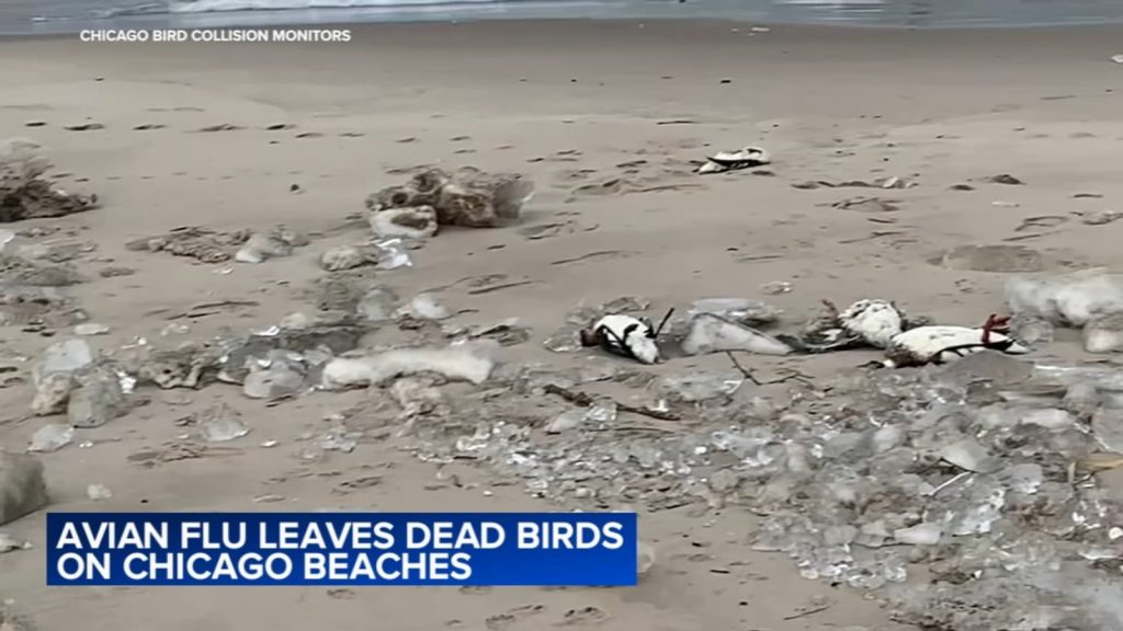 Bird flu news 2025: Reports of dead birds washing up on Lake Michigan beaches sparking new fears over avian influenza
