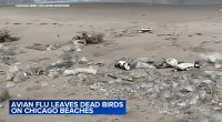 Bird flu news 2025: Reports of dead birds washing up on Lake Michigan beaches sparking new fears over avian influenza