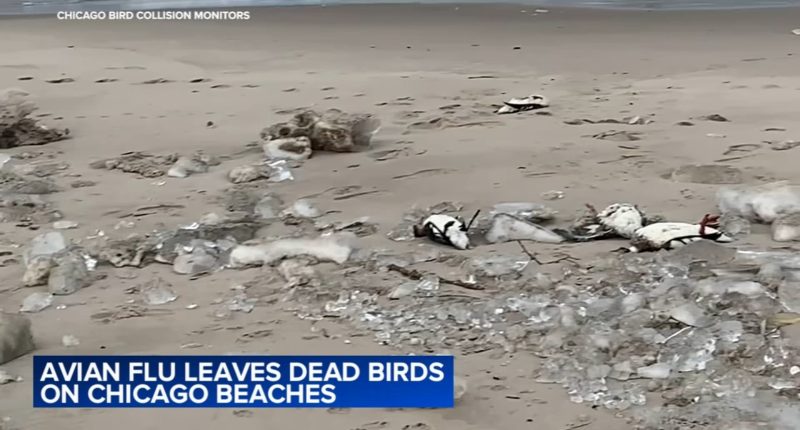 Bird flu news 2025: Reports of dead birds washing up on Lake Michigan beaches sparking new fears over avian influenza