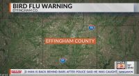 Bird tests positive for Avian Flu in Effingham Co.
