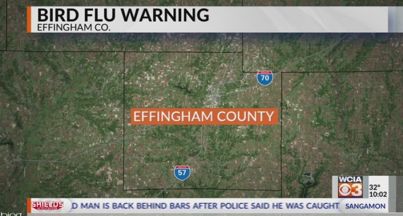 Bird tests positive for Avian Flu in Effingham Co.