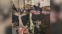 Cat-infested mansion breaks family's heart: 'It's a litter box'