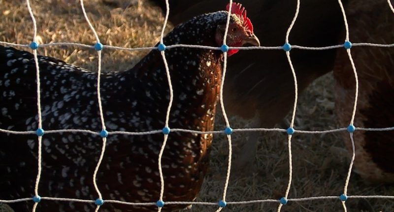 Denver egg producers see strong demand as prices in stores rise