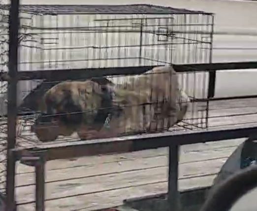 Dog seen riding in unsecured kennel along Indiana expressway now recovering