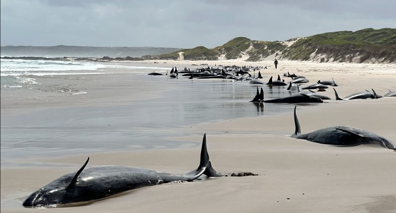 Experts give up hope for 157 false killer whales stranded on a beach in Australia's Tasmania state