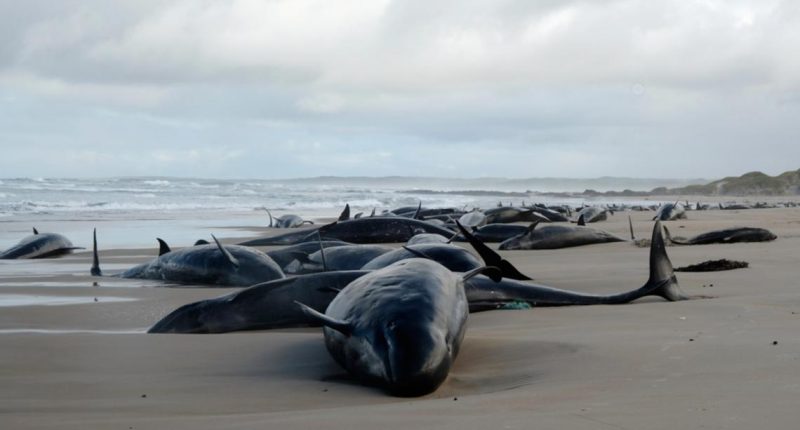 False killer whales stranded on Tasmania beach