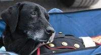 Feel-Good Friday: Secret Service K-9 Hurricane's Last Day and the Charity Named in His Honor