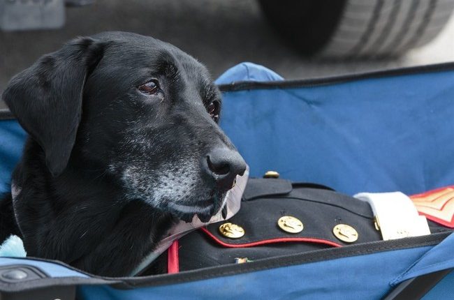 Feel-Good Friday: Secret Service K-9 Hurricane's Last Day and the Charity Named in His Honor