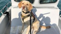 Florida K-9 dies after being involved in crash during police chase in Miami
