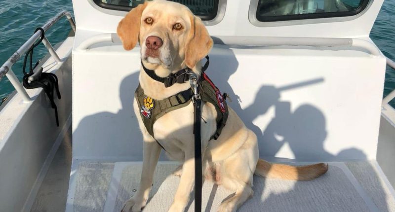 Florida K-9 dies after being involved in crash during police chase in Miami