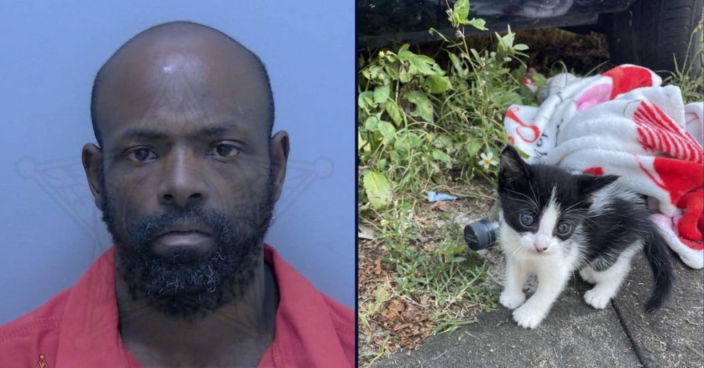 Florida man allegedly steals purse with baby kitten inside