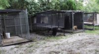 Florida man sentenced to 7-year federal prison sentence for dog fighting