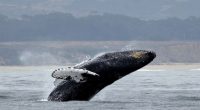 GULP! Chilean Kayaker Has a Whale of an Encounter