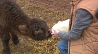 highland calf being bottle fed