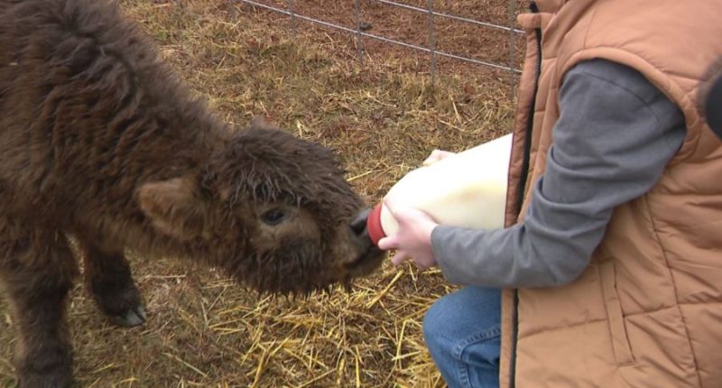 highland calf being bottle fed