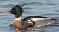 Hundreds of ducks found sick or dead along Lake Michigan in H5N1 bird flu outbreak