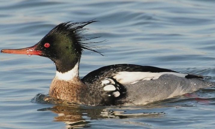 Hundreds of ducks found sick or dead along Lake Michigan in H5N1 bird flu outbreak