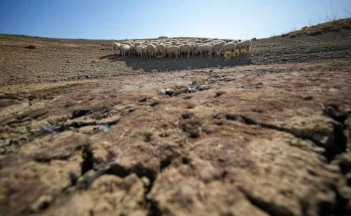 In Rome, talks to protect Earth's biodiversity resume with money topping the agenda