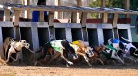 Knoxville nonprofit rehomes, cares for retired racing Greyhounds