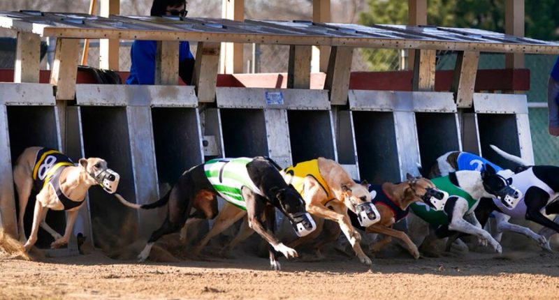 Knoxville nonprofit rehomes, cares for retired racing Greyhounds