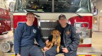 Looking for love: Danville Firefighters save dog's life two separate times, now searching for forever home