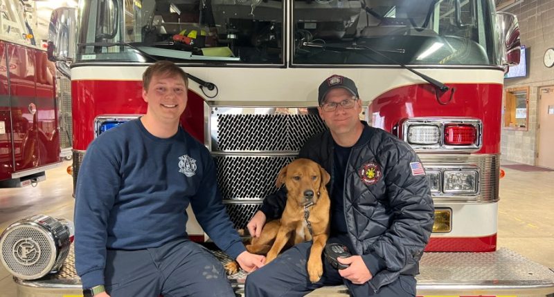 Looking for love: Danville Firefighters save dog's life two separate times, now searching for forever home