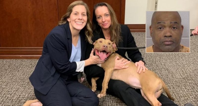 Man gets 475 years for animal cruelty after 100 dogs found