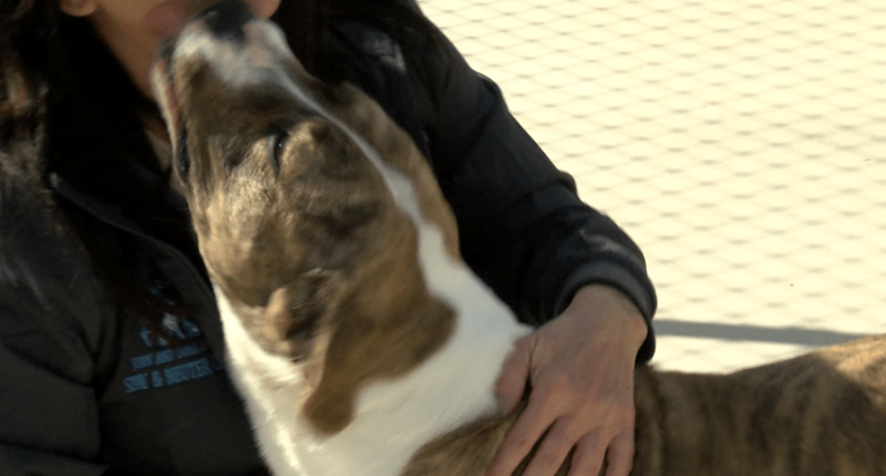 Meet Buggs, the Washington County, TN Animal Shelter's longest resident