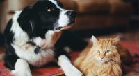 Microchip company goes dark: Do you need to re-register your pet?