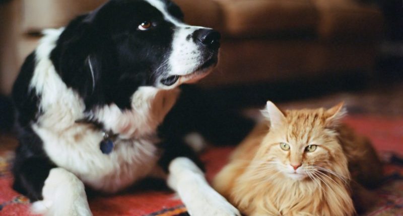 Microchip company goes dark: Do you need to re-register your pet?