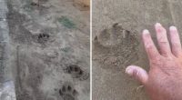 Large paw prints found in NSW Blue Mountains.