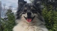 There is a $10,000 reward to find Frankie.