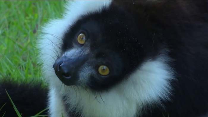 🐵Painting with primates, yoga with lemurs unique date experiences offered by Florida animal sanctuary