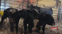 Quadruplet bull calves born on South Dakota ranch