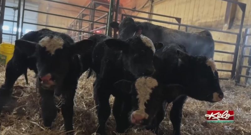 Quadruplet bull calves born on South Dakota ranch