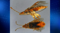 Rare invasive bug intercepted at Detroit airport