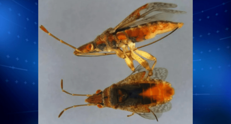 Rare invasive bug intercepted at Detroit airport