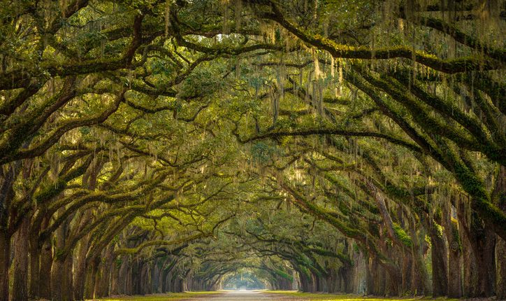 Savannah superlatives