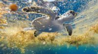 Scientists solve the mystery of sea turtles' 'lost years'