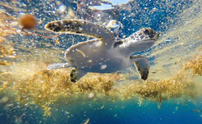 Scientists solve the mystery of sea turtles' 'lost years'