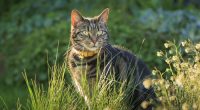 The Scottish government wants everyone to know it does not plan to ban cats.