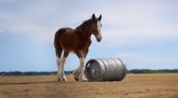 The 2025 Super Bowl commercials already catching attention