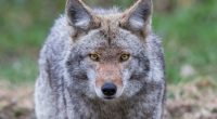 Tips to help Virginians prevent coyote encounters during mating season
