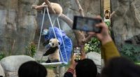 Twin panda cubs make public debut