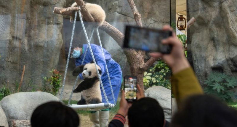Twin panda cubs make public debut