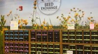 Urbana library helps residents grow gardens with 'Seed Exchange Program'