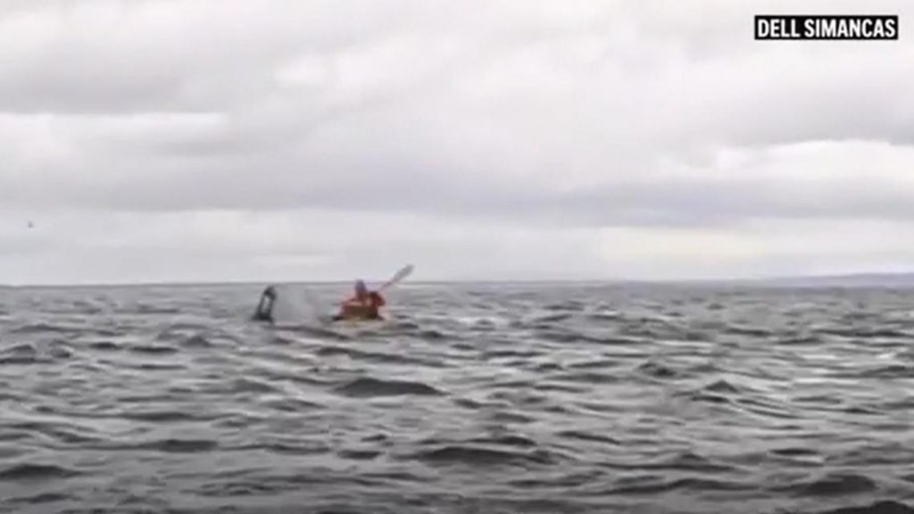 WATCH: Kayaker swallowed by whale off Chile escapes unharmed