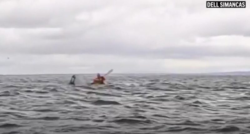 WATCH: Kayaker swallowed by whale off Chile escapes unharmed