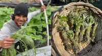 Wasabi worries and truffle troubles: Tariffs threaten crops that U.S. farmers struggle to grow